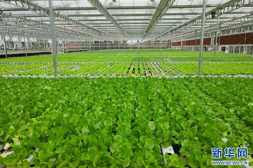 科技興漁 現代水產養殖技術激活梁平漁業一池春水