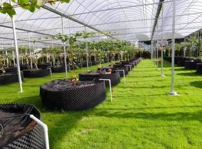 懷化共享農(nóng)業(yè)新篇章 葡萄免費(fèi)吃三年，智能管理引領(lǐng)未來